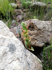 Disa pygmaea