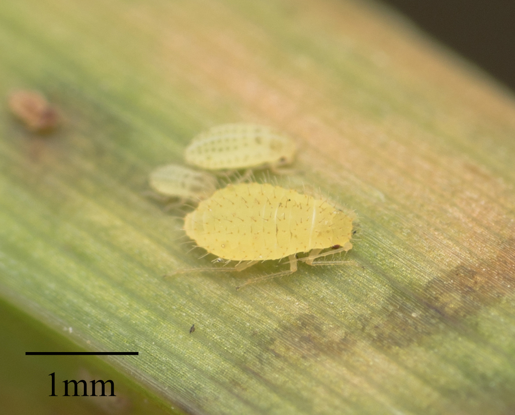 yellow sugarcane aphid