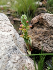 Disa pygmaea