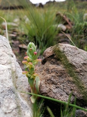 Disa pygmaea
