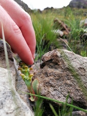 Disa pygmaea