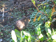 Cavia aperea anolaimae