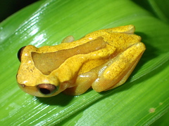 Dendropsophus triangulum