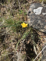 Nothocalais troximoides