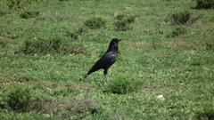 Corvus capensis capensis