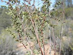 Pellaea mucronata mucronata