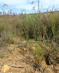 Ixia capillaris