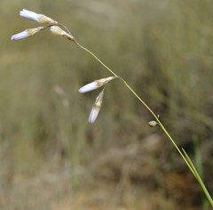 Ixia capillaris