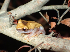 Dendropsophus triangulum