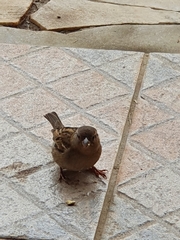 Passer domesticus