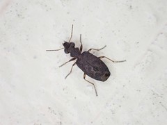 Scopodes