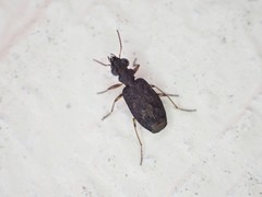 Scopodes