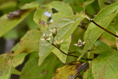 Philadelphus tenuifolius