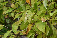 Philadelphus tenuifolius