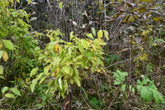 Philadelphus tenuifolius
