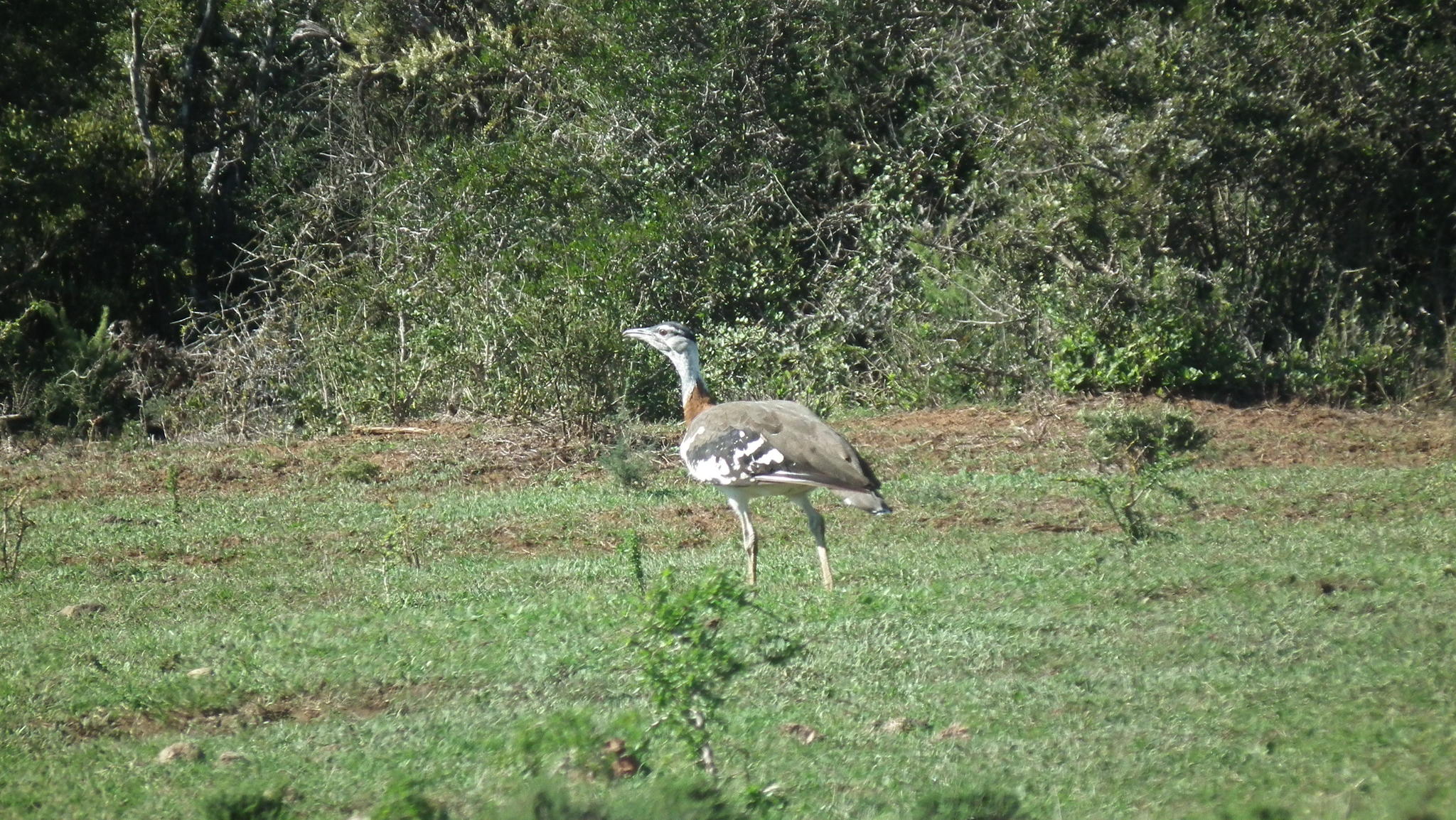 Denham's Bustard (Neotis denhami)