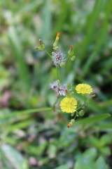 Youngia