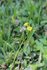 Youngia