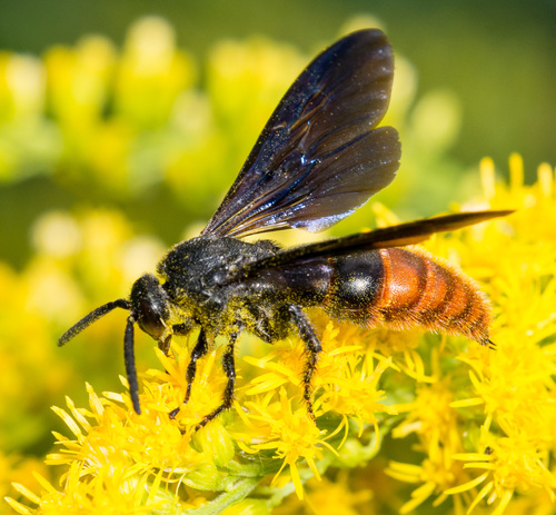 Blood-tailed Scoliid Wasp