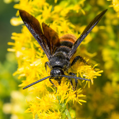 Scolia dubia haematodes