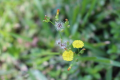 Youngia