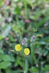 Youngia