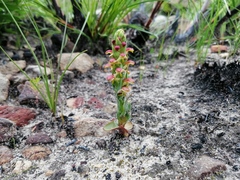 Disa pygmaea