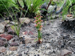 Disa pygmaea