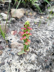Disa pygmaea