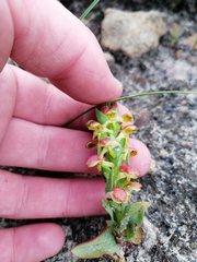 Disa pygmaea