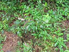 Sclerocroton integerrimus