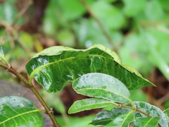 Sclerocroton integerrimus