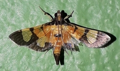 Aethaloessa