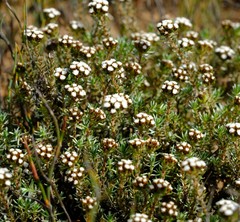 Ifloga decumbens