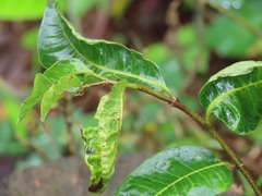 Sclerocroton integerrimus