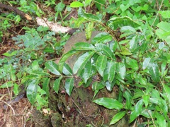 Sclerocroton integerrimus