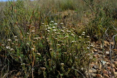 Ifloga decumbens