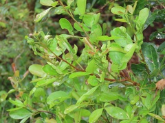 Searsia natalensis