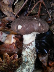Leccinum duriusculum