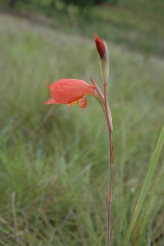 Gladiolus dalenii image