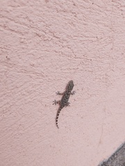 Tarentola mauritanica