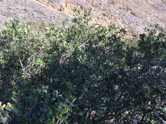Ceanothus megacarpus insularis