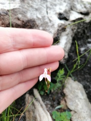 Disa obliqua