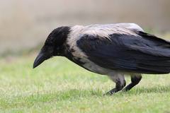 Corvus cornix