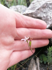 Disa obliqua