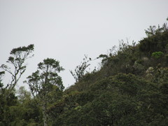 Geranoaetus albicaudatus