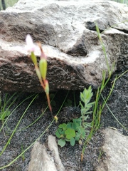 Disa obliqua