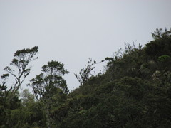 Geranoaetus albicaudatus