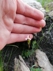 Disa obliqua