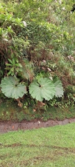 Gunnera insignis